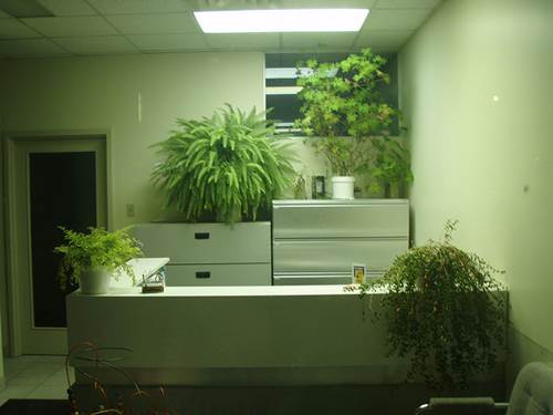 Fresh and Beautiful Office Plants
